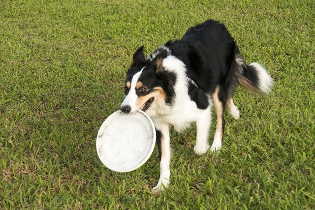 玩飛盤英姿再一張！　Wowo把拔/提供