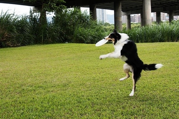 經過3個月的鮮食調養，Wowo體重增至20公斤，很會玩飛盤。　Wowo把拔/提供