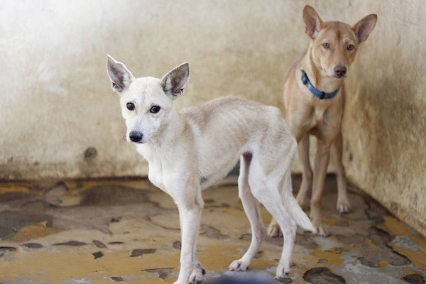 前方的米色狗狗(娜娜)，被網友稱讚漂亮得像隻小狐狸，並因這組照片被領養人彭先生看中，最終找到了幸福的家庭。　安東尼/提供