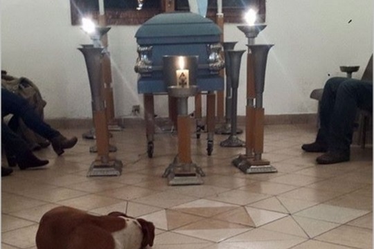 狗兒來到靈柩旁,送恩人最後一程。 取自Life With Dogs