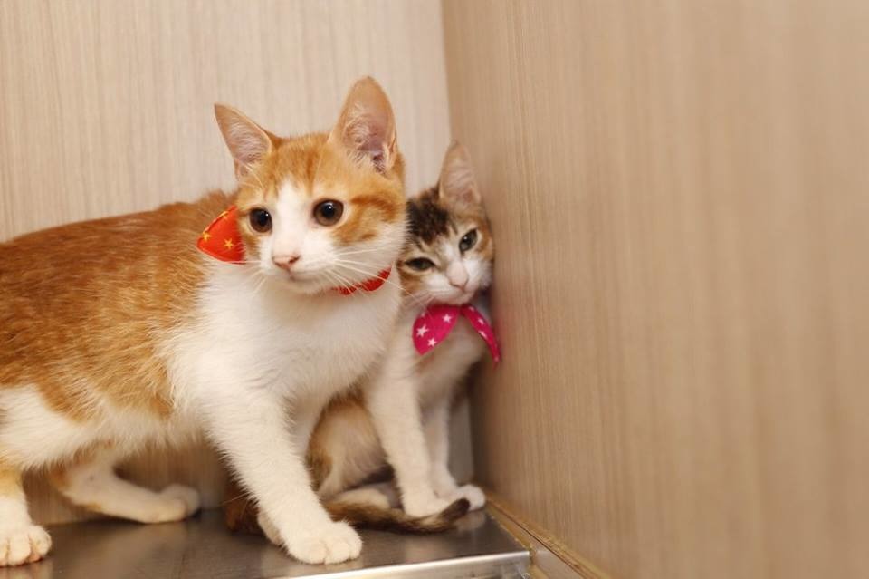 Homecafe不只有狗狗，也有很多可愛親人的貓咪。　取自Homecafe