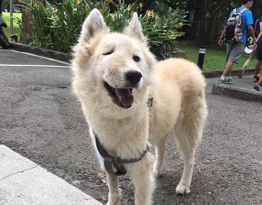 小狐生病之後,臉因為腫瘤變形嚴重,但愛護牠的社員仍每天都會抱著牠,跟牠說你最漂亮、最可愛。