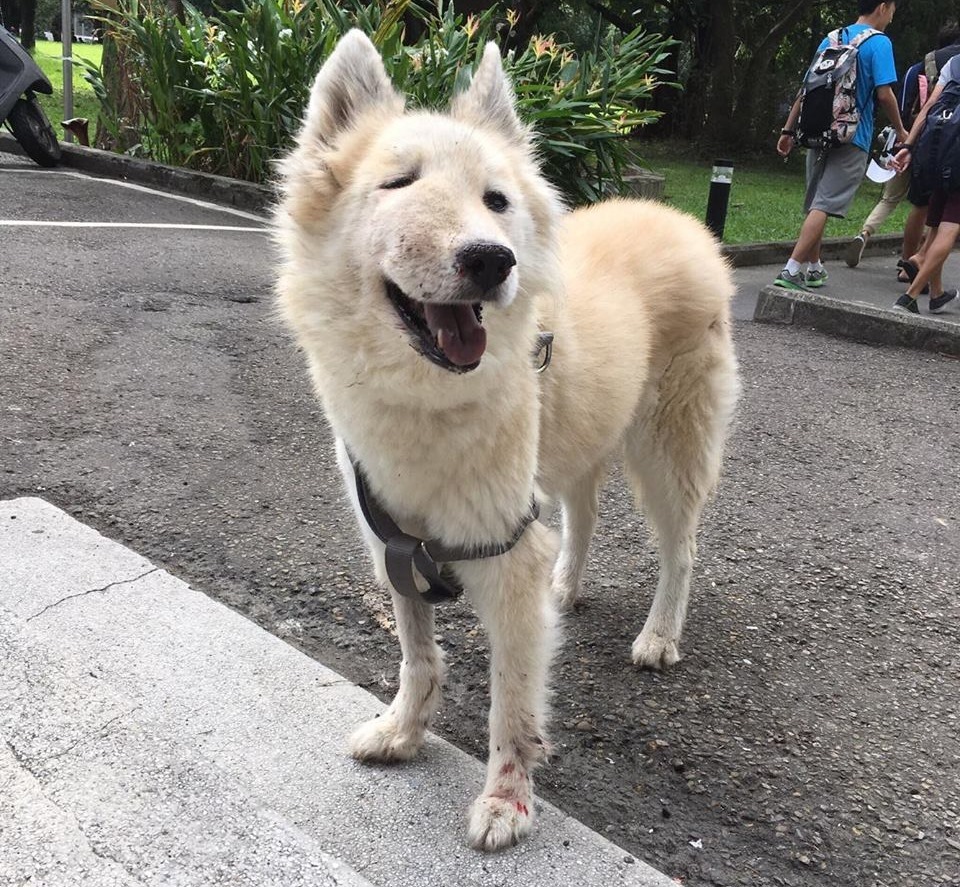 小狐雖然生病,只要看到熟人仍然活潑想玩。 輔大愛狗社/提供