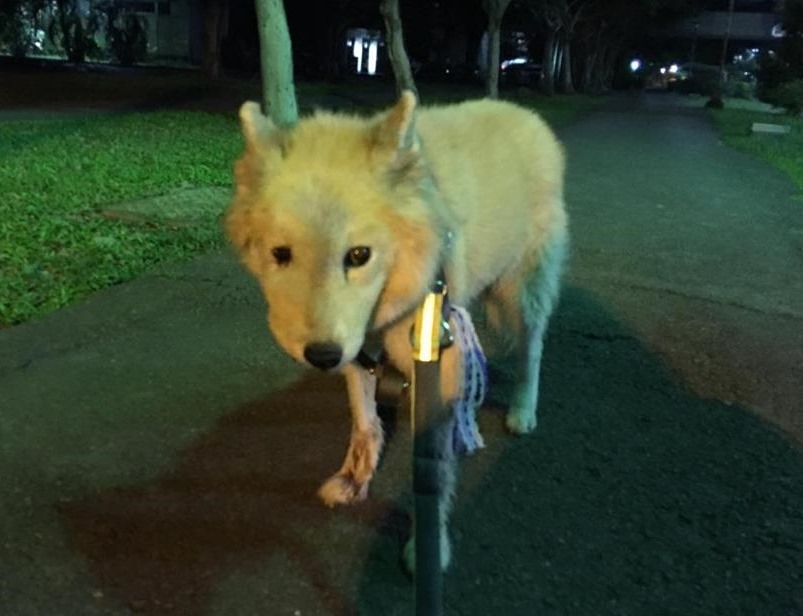 小狐的臉部因腫瘤,已經明顯變形,但牠仍是社員心中的寶貝。 輔大愛狗社/提供