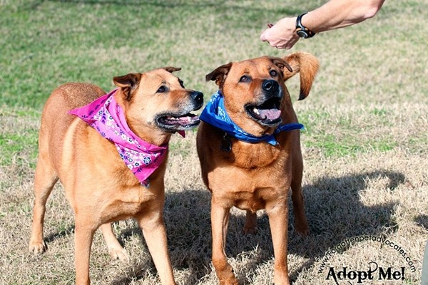 目前Rowdy和Gwinn正在試養中，每個星期都會和領養人見面。　取自FB_ADOPT Gwinn & Rowdy