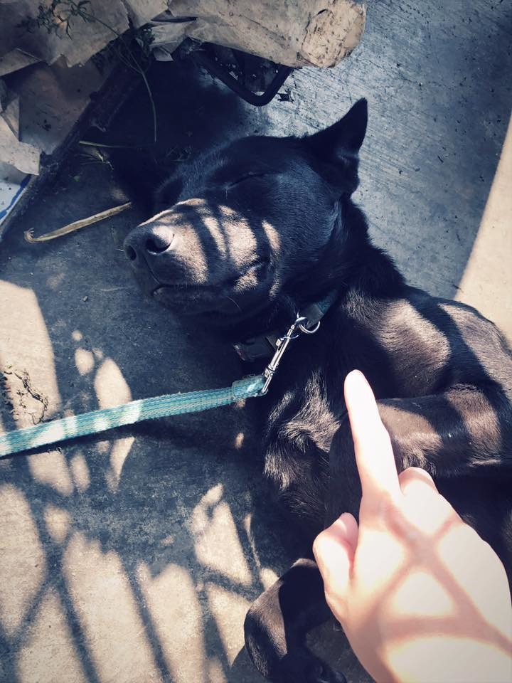 黑黑愛撒嬌！　蔡悶悶/提供