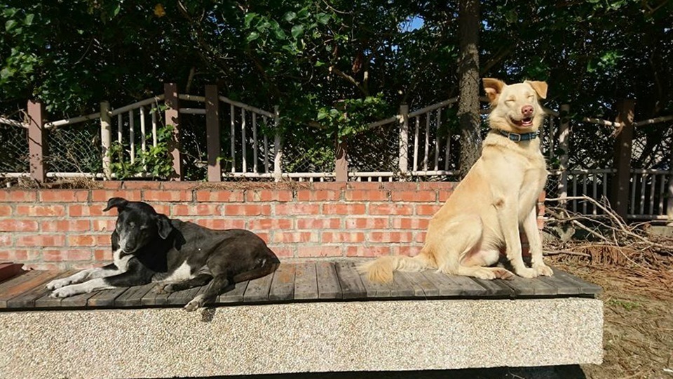 小花(左)和雞蛋黃(右)是最常被民眾「捕獲」的新屋園狗。  安東尼/提供