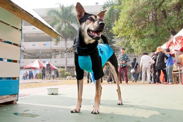 大仁國中加入校犬計劃，從收容所認養「超仁」，校慶時還有超仁的專屬攤位。　取自「大仁國中校犬專區」