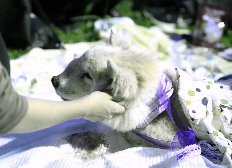 校犬小狐已於昨晚過世。 王語謙/攝,輔大愛狗社/提供