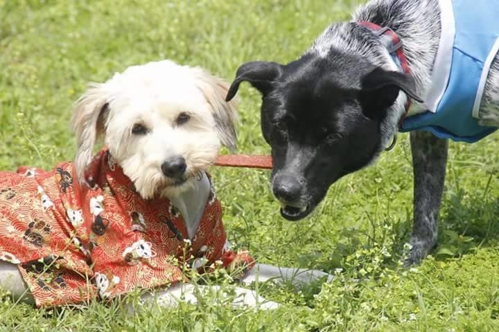 園狗Luna和Ami。　安東尼/提供