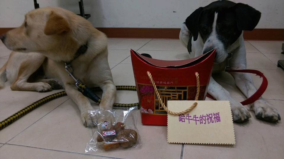 疼愛牛牛的北大居民,也自製狗零食送給牠吃。 取自北大狗幫