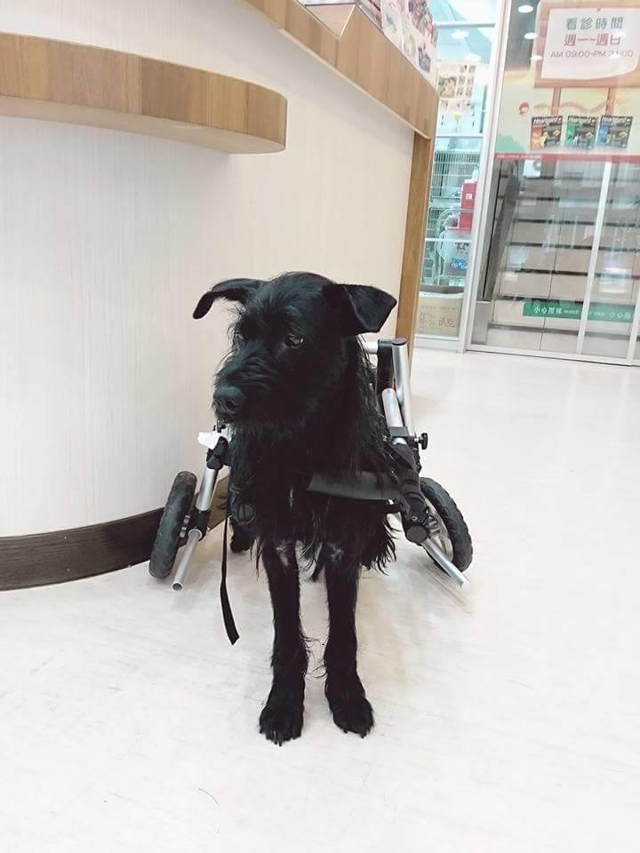 可愛的小黑狗樂樂，健健康康的被領養，想不到兩天後就癱瘓，還被棄養。　安東尼/提供