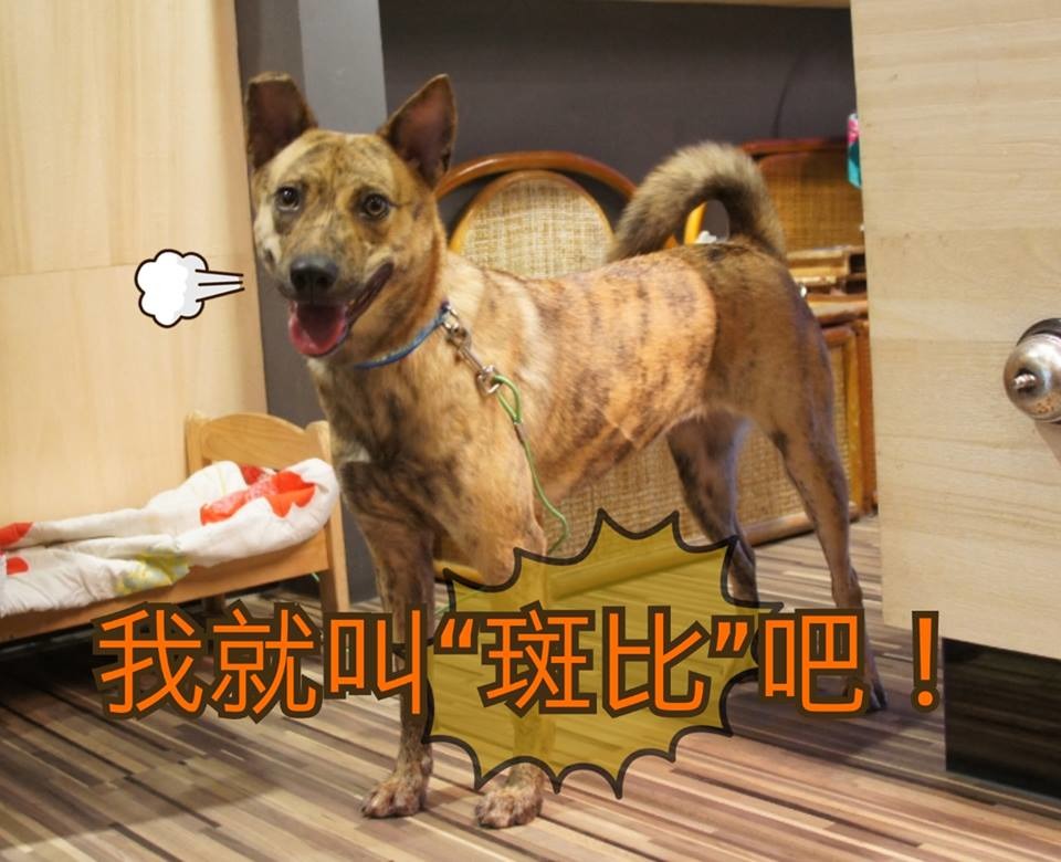 新年新狗到!圖為攜旺的新狗狗斑比。 取自攜旺