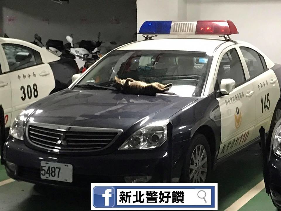這隻浪貓在警車上睡得四腳朝天的逗趣照片引起許多民眾的注意。 取自新北警好讚