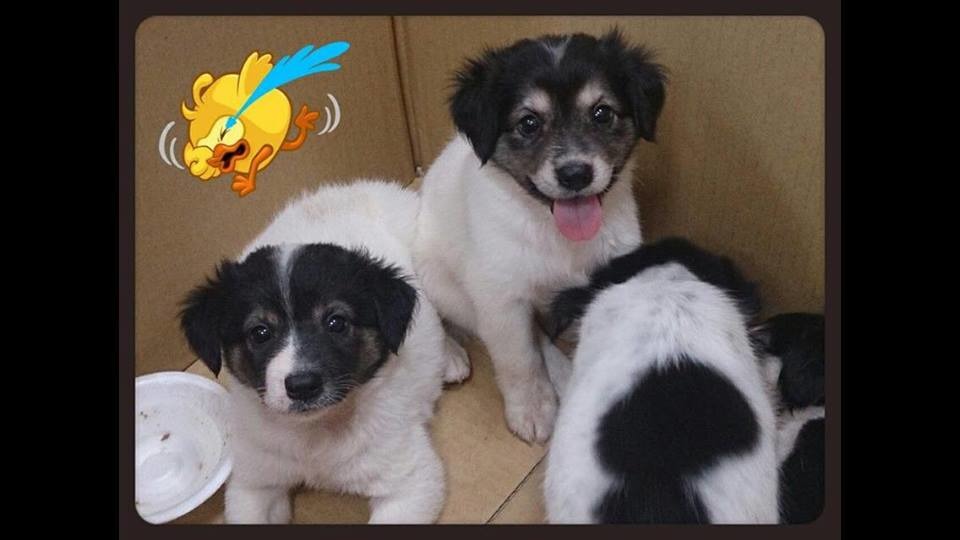 當時全台瘋圓仔,王姓員警便標榜牠們是「像圓仔的小狗」,成功為4隻小浪浪找到家。 王俊智/提供