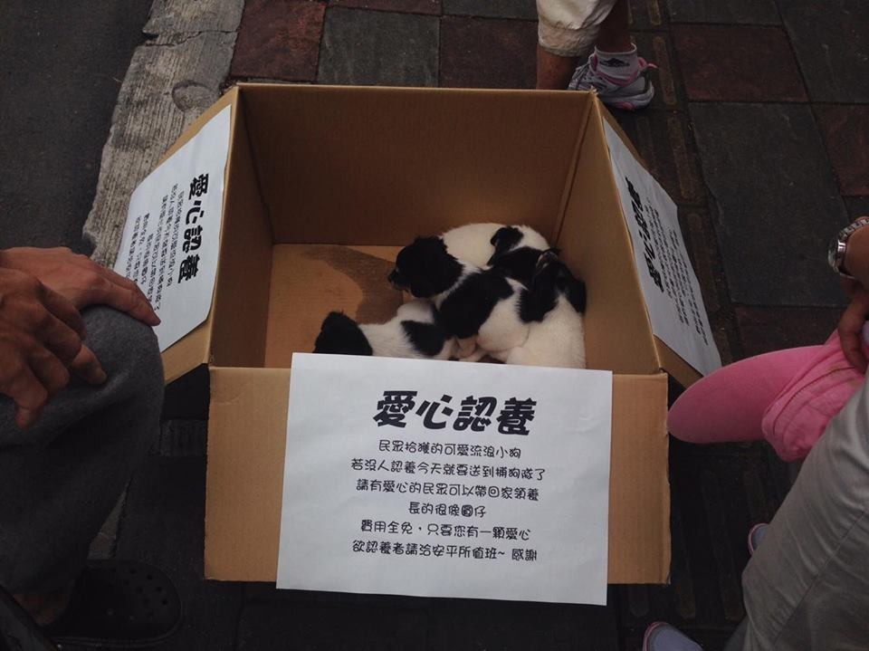 王姓員警說,常有民眾撿到狗會送到警局,能尋回飼主的就會協助民眾帶回,如果沒有飼主,則會請動保處接手,他也曾送養民眾撿到的幼犬。圖為王姓員警成功送養的4隻米克斯幼犬。 王俊智/提供