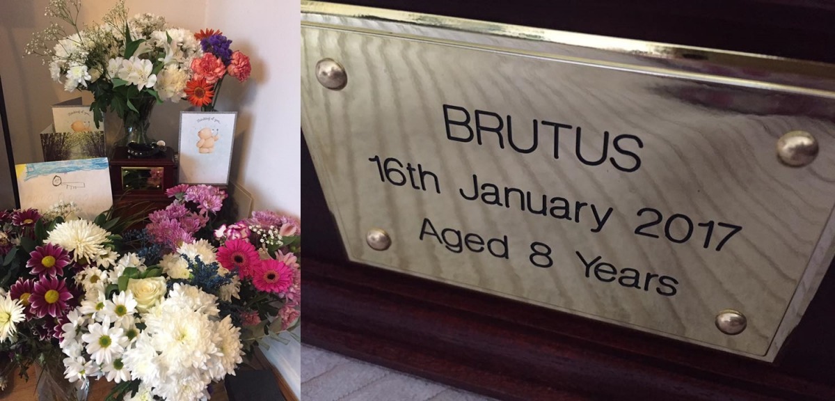 Brutus在上個月離世，讓牠的粉絲們非常不捨。　Brutus 