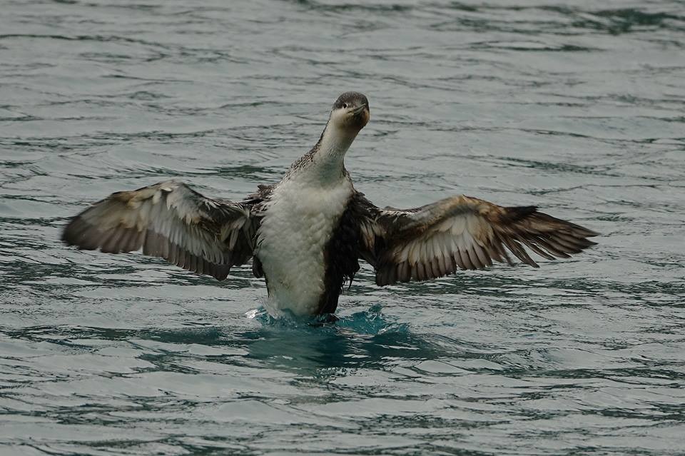 紅喉潛鳥每天都有下水。　示意圖，沈錦豐/提供