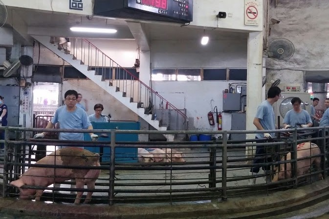 依動物習性設計動線,豬隻自然會到正確位置。 新北市動保處/提供