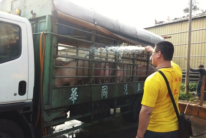 運豬車灑水,可減少豬隻中暑及緊迫。 新北市動保處/提供
