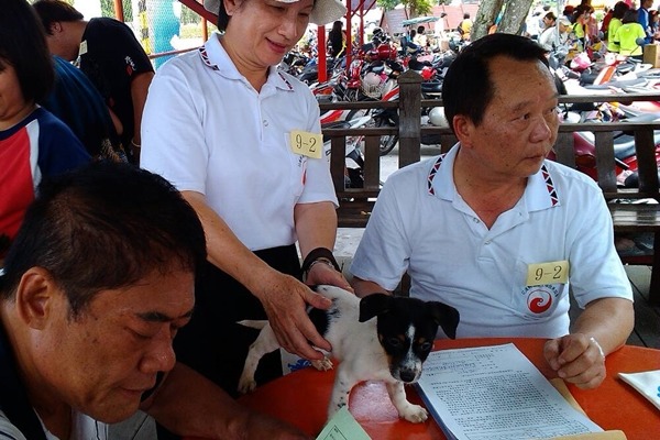 花蓮縣政府常接獲民眾投訴動保案件,大部分與家犬貓有關,希望透過動保自治條例加強飼主責任。圖為花蓮縣動植物防疫所舉辦送養會。 花蓮縣動植物防疫所/提供