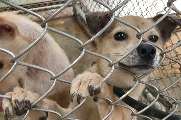花蓮縣目前的收容所所在地本身條件不好，防疫所已物色一塊土地新建收容所。　取自「花蓮收容所 – 非官方網站」臉書