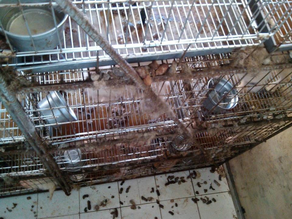 現新北八里有一處鐵皮屋疑似為非法繁殖場，照生會擅闖並帶走全數狗隻，清洗、植晶片後送養，檢方將執行長董冠富（阿虎）依竊盜罪起訴。  取自照生會臉書