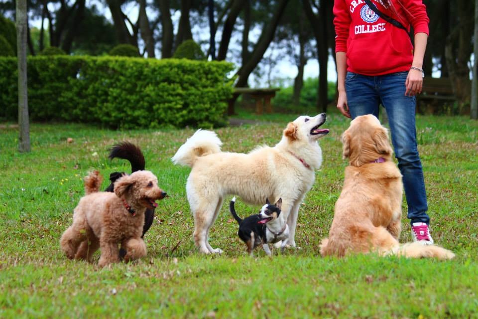 雖然工作量很大，但張光瑋還是會固定帶狗兒們出去玩。　取自我們這一家