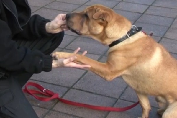 Kai由動保團體接手照顧，個性親人、表現很好，目前已有超過一百通電話詢問領養。　取自取自英國《每日郵報》