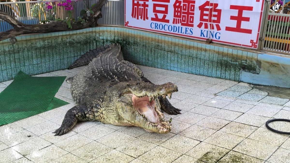 麻豆鱷魚王生態教育農場中的河口鱷「小河」。　TSPCA/提供