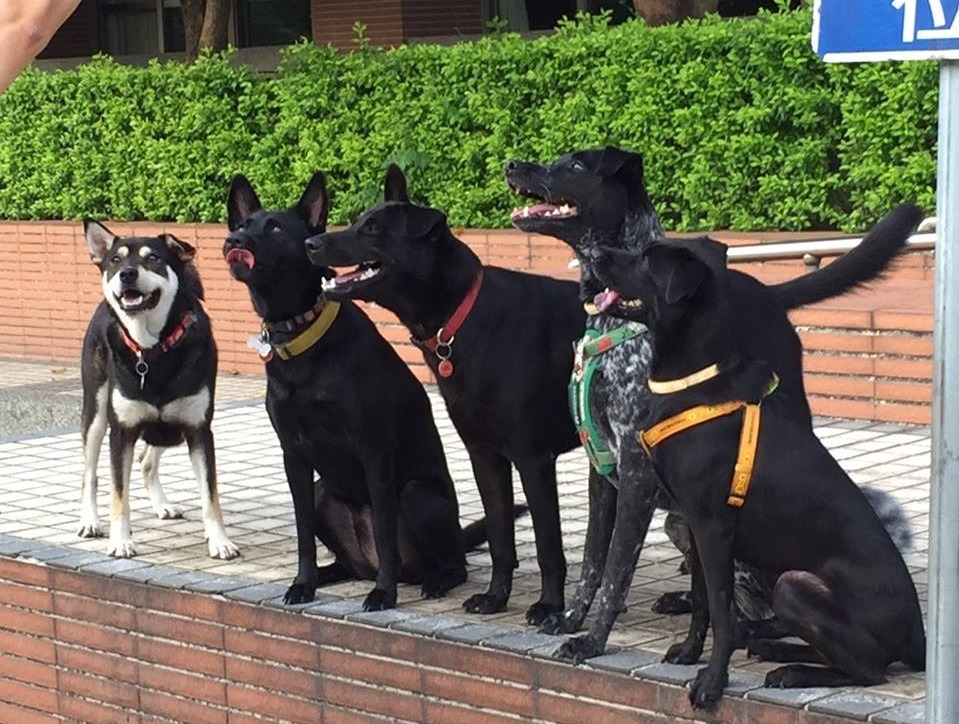 吃零食要乖乖排隊(中為校犬黑帥)！　歐歐姐姐/提供