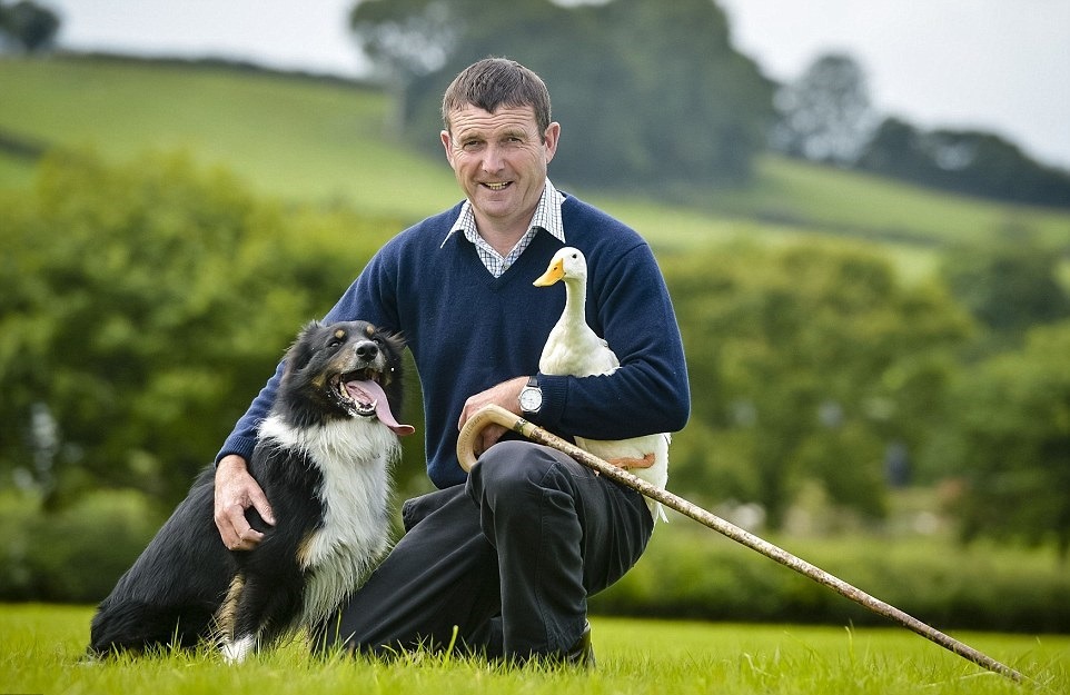 歐文把邊境牧羊犬Sam和鴨子們訓練得默契絕佳。 取自dailymail