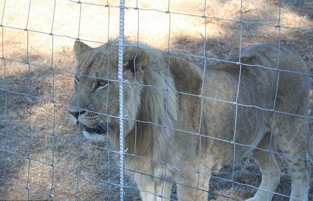 雄獅因為外型威武，價碼比母獅高多了。　取自Bloodlions.org