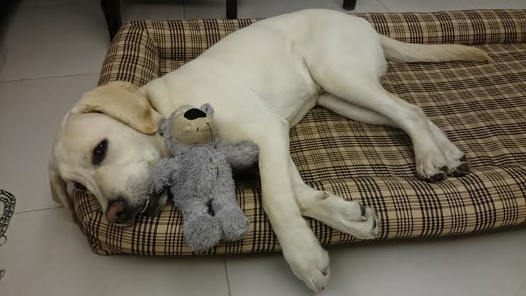 通常導盲幼犬會在2個月大時進入導盲犬寄養家庭直到1歲半，因Koby是由日本導盲犬協會捐贈的導盲幼犬，通關來台前，需經過嚴格的檢疫，4個月時才到台灣。　黃靖雅/攝