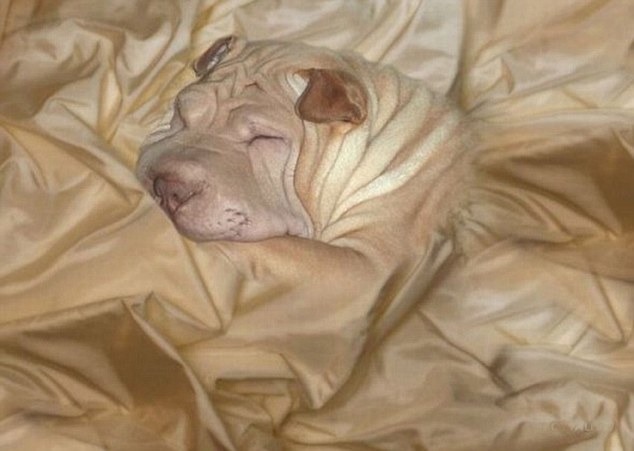 嗨！小睡美人，你臉上的皺摺在棉被的摺痕上簡直天衣無縫！　取自《dailymail》