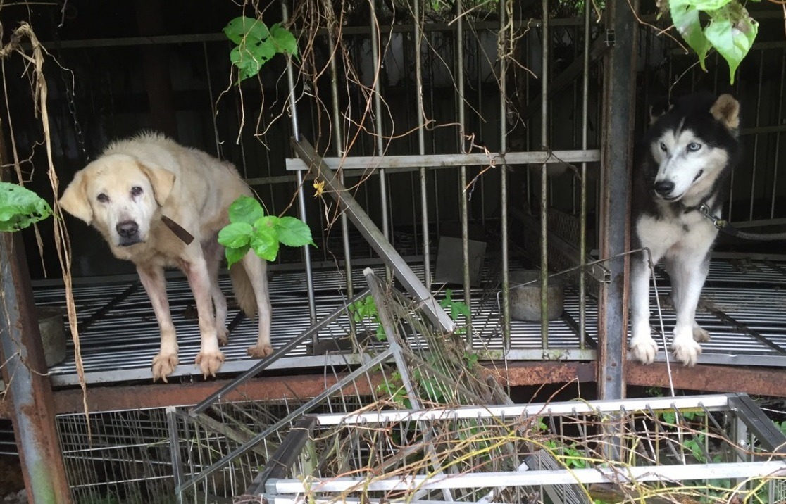 亮亮(左)和伙伴哈士奇當時在非法繁殖場中瘦弱憔悴的樣子。 新北市動保處/提供