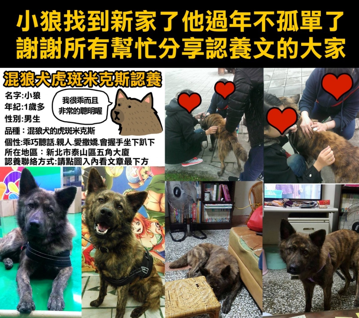 第27隻送養成功的虎斑米克斯小狼，趕在過年前找到了愛牠的家人。　寶總監/提供