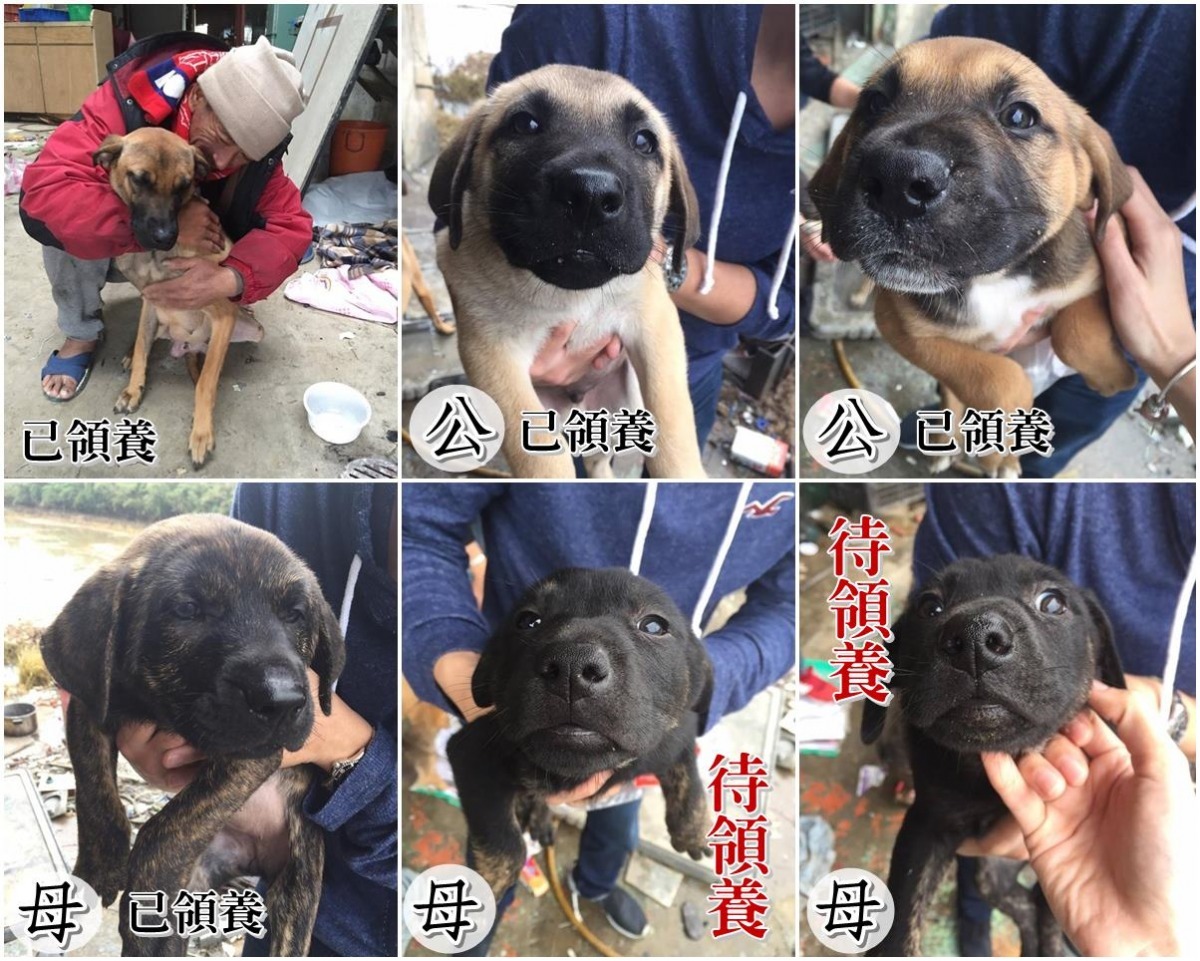 母犬大黃和其中三隻小狗已被領養，還有兩隻穿虎皮襪的黑母犬在等待領養。　Emily/提供