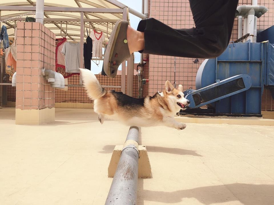 跨欄成功！　取自有尾巴的柯基噗卡與嘎魯喵 Corgi Pucca & Garu Miao