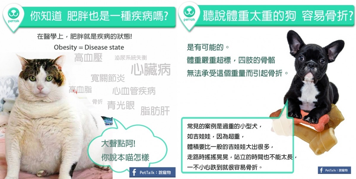 PetTalk的愛寵團隊成軍於2015年，由專業獸醫師組成，在官網和粉絲專頁上，提供飼主寵物的專業照護保健知識。　圖/取自PetTalk