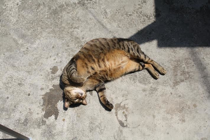 斑斑常在動物誌的戶外庭院區曬太陽睡覺。　動物誌/提供