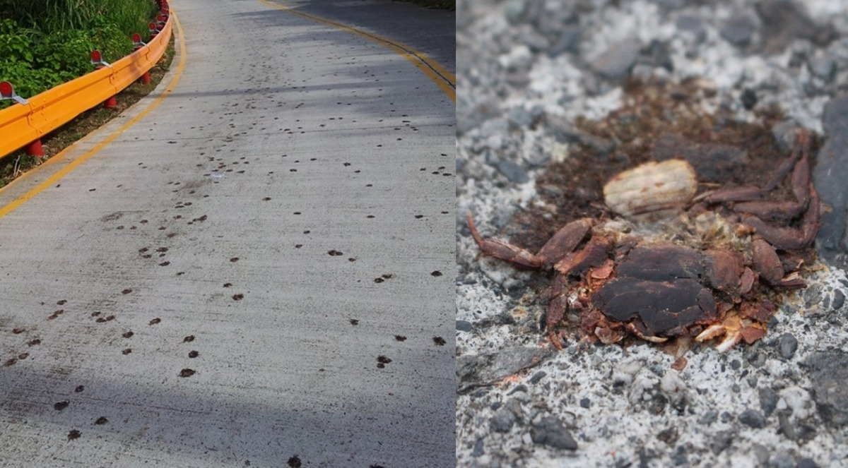 整段柏油路佈滿了斑駁的黑點，但少有人駐足查看，也不會發現是奧氏後相手蟹被路殺的屍體。　取自路殺社、黃靖雅/攝