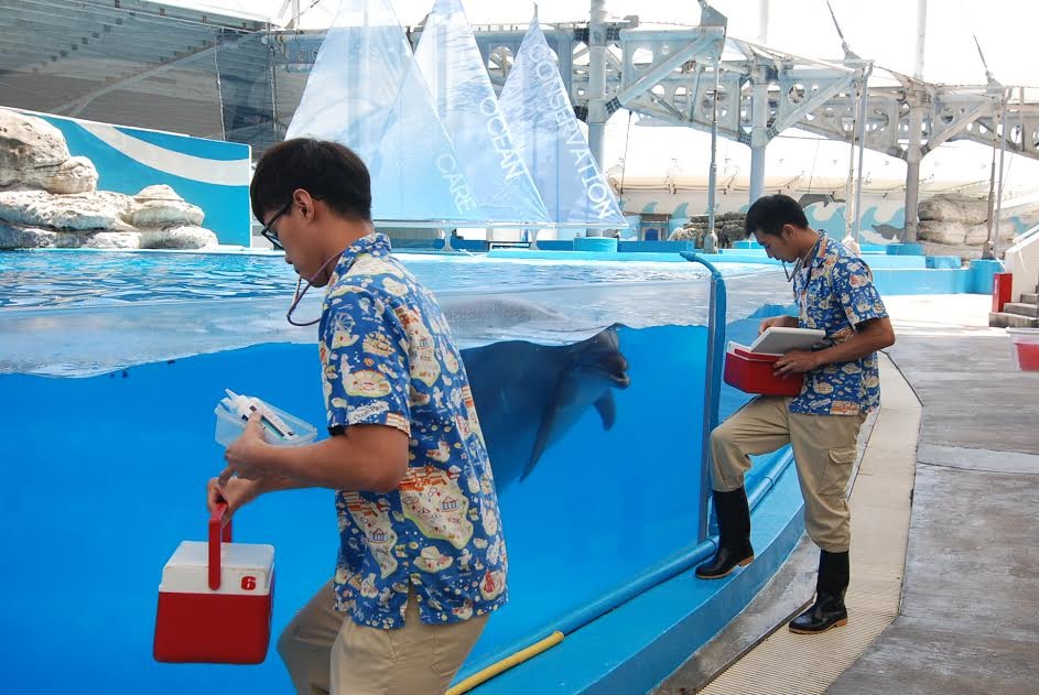 遠雄海洋公園目前共有8隻海豚。每天有兩場海豚秀，一次有4隻海豚上場。　遠雄海洋公園/提供