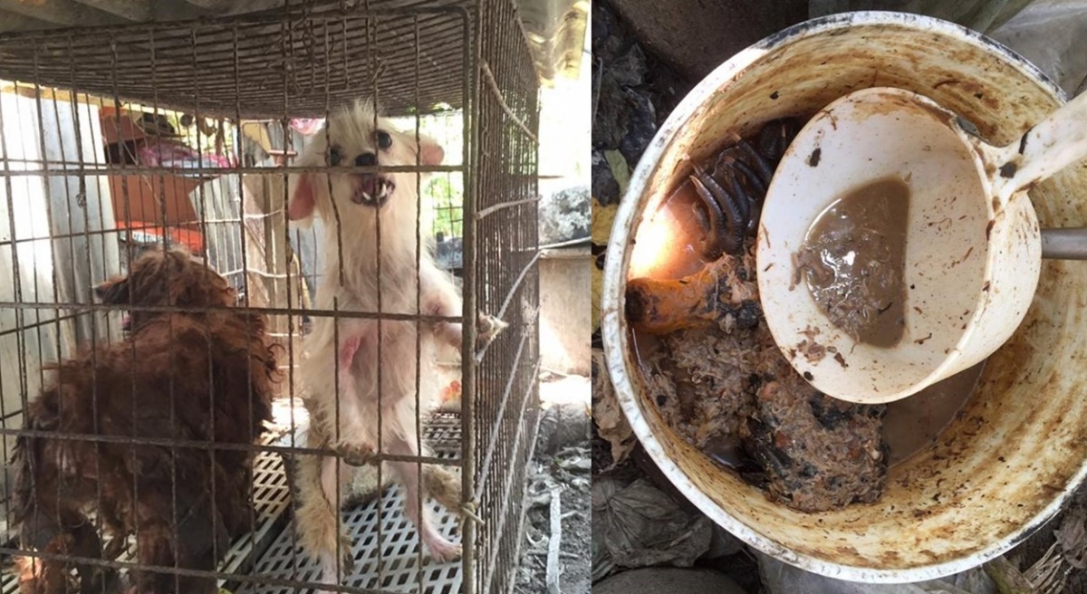非法繁殖場內堆放層層疊疊的鐵籠,環境髒亂、惡臭不堪。 桃園市推廣動物保護協會/提供