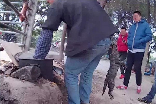 小販「處理」一隻貓狗只需10分鐘。　取自珠江時報