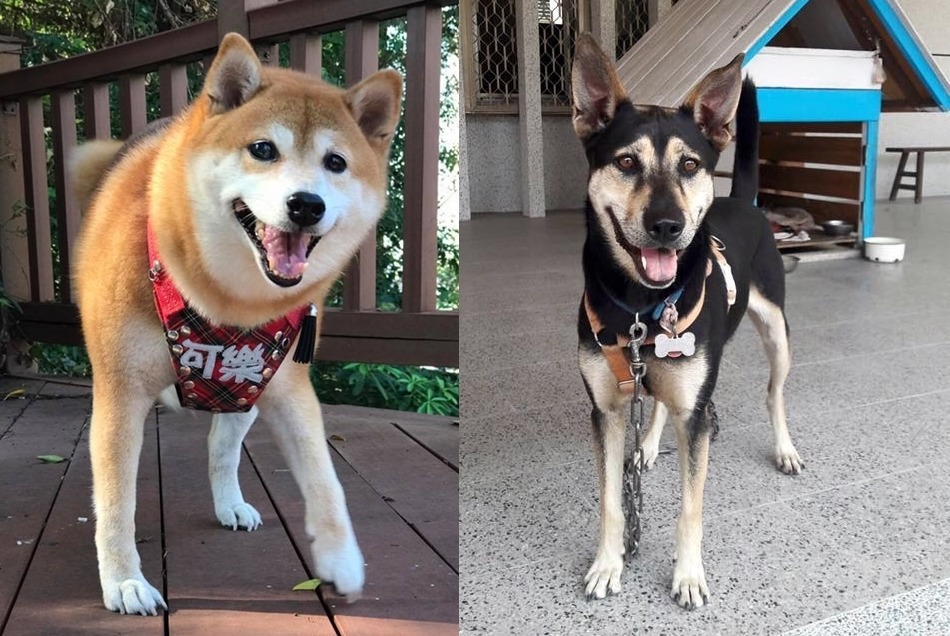 可樂(左)和超仁(右)是這次獲得特優的校犬！　取自安溪國中校犬【可樂】、大仁國中校犬專區