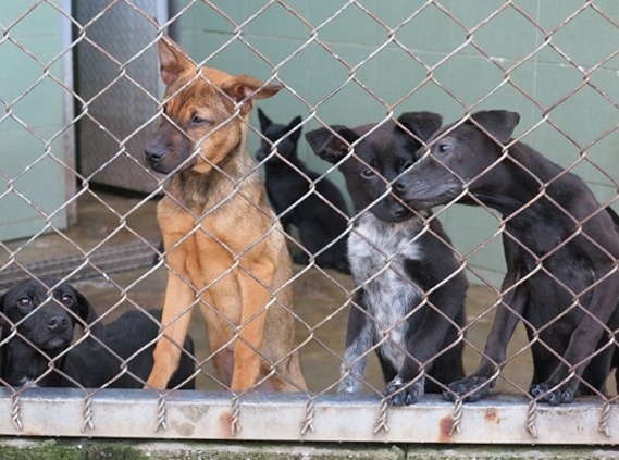 不少縣市收容所設施老舊、收容量不足，零安樂後勢必面臨收容爆量問題。　資料照，蕭士塔/攝