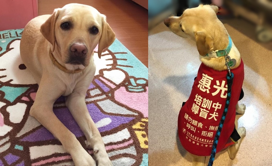 Friday是惠光導盲犬學校的F胎導盲犬的老五。寄養家庭非常疼愛牠,幫牠架設粉專,暱稱牠五公主。 取自快樂星期五《Friday》