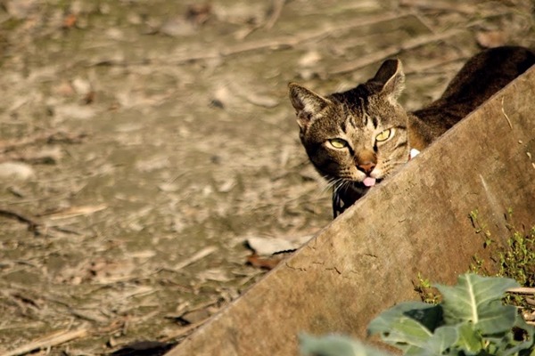 斑斑被飼主收編後仍不改浪子個性,每天都會外出散步,但時間到了就會回家等門。 吳建興/提供