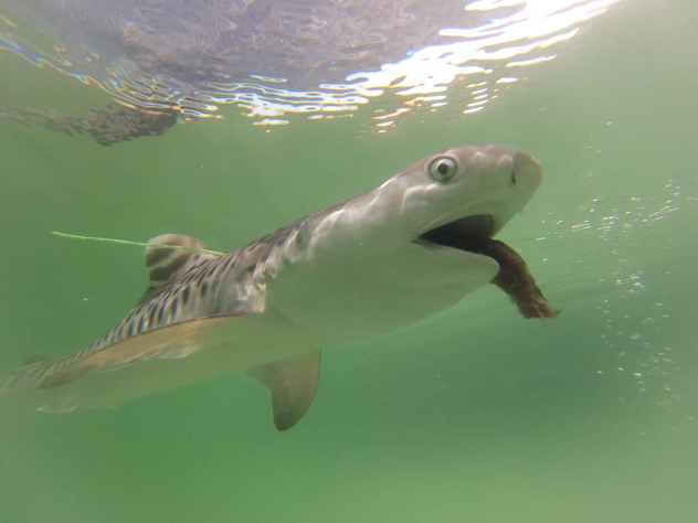幼鯊在出生第二天就有攝食能力! 水產試驗所東部海洋生物研究中心/提供
